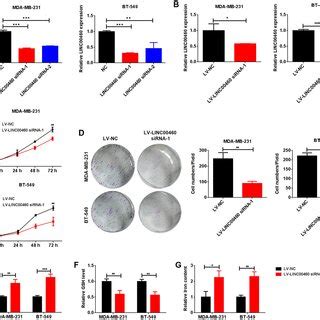 Linc Knockdown Modulated The Proliferation And Ferroptosis Of