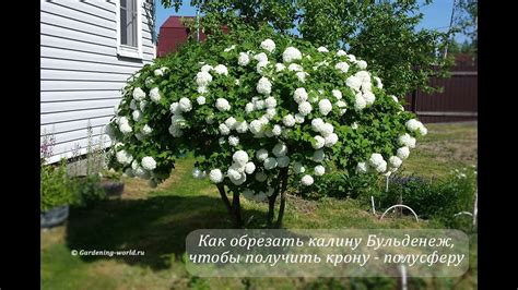 Тля на калине — избавляемся без химии простым способом и заодно ...