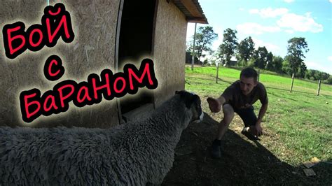 Содержание овец // Бой с бараном // Электропастух для овец // Жизнь в ...