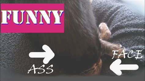 Funny Cat Prank Ass In Face Spidey Hits Hulk YouTube