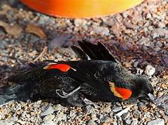 Bentonville Arus Why Are These Birds Falling From The Sky Is It Toxic