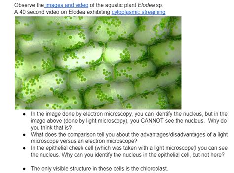 Plant Cell Nucleus Microscope