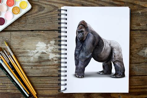 How To Draw A Gorilla A Simple Gorilla Drawing