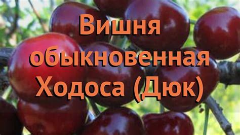 Дюк Сорта Ходоса Фото — Картинки фотографии