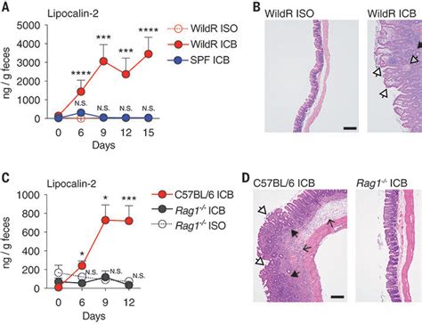 ICI blocking T cells leads to colitis. Study shows better cancer ... 