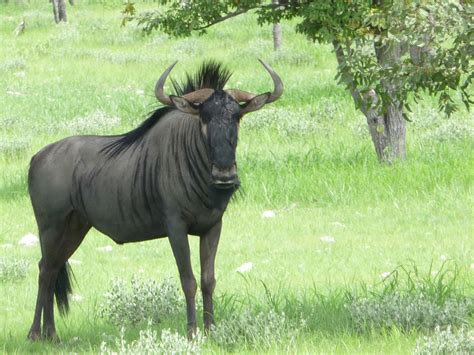 Adult Male Wildebeest | Pics4Learning
