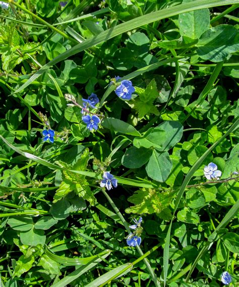 How to get rid of quackgrass: to gain control over the weed | Homes and ...