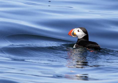 Help us save the winter home of Maine puffins! | Audubon Project Puffin