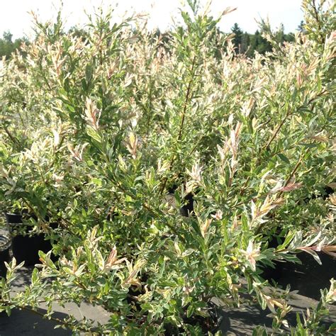 Salix integra 'Flamingo' - Multiplants