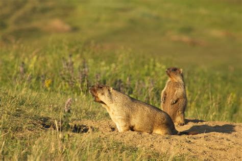 Bobak Marmot Megafauna Parks W Palearctic Inaturalist