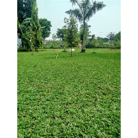 Jual Rumput Gajah Mini Hijau Ukuran 30x30cm Bibit Rumput Gajah Mini