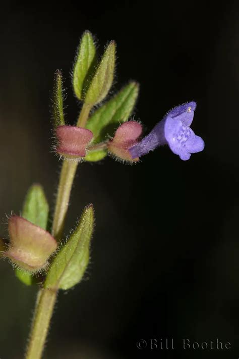 Small Skullcap Wildflowers Nature In Focus