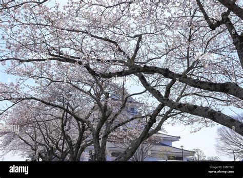 Cherry Blossoms Near Watari Station At Dodanishi Watari Watari