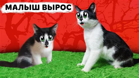 Картинки А Ну Ка Давайка — Фото Картинки