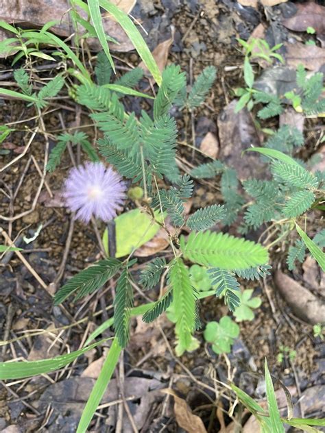 Sensitive Plant from Kauaʻi Princeville HI US on December 18 2023