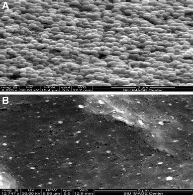Scanning electron micrographs of a untreated and b treated ...