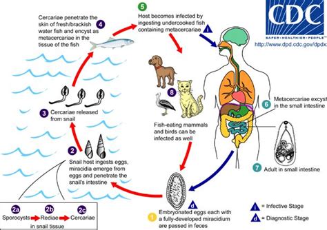 Liver Intestinal And Lung Flukes There Are Three Major Types Of