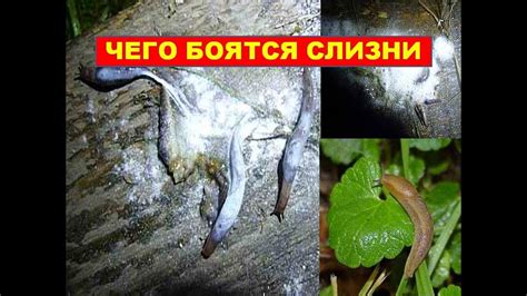 Уксус.Табак.Сода. Против слизней. КАК ИЗБАВИТЬСЯ ОТ СЛИЗНЕЙ на огороде ...