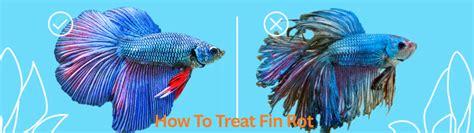 aquarium fish disease guide symptoms treatments fishick