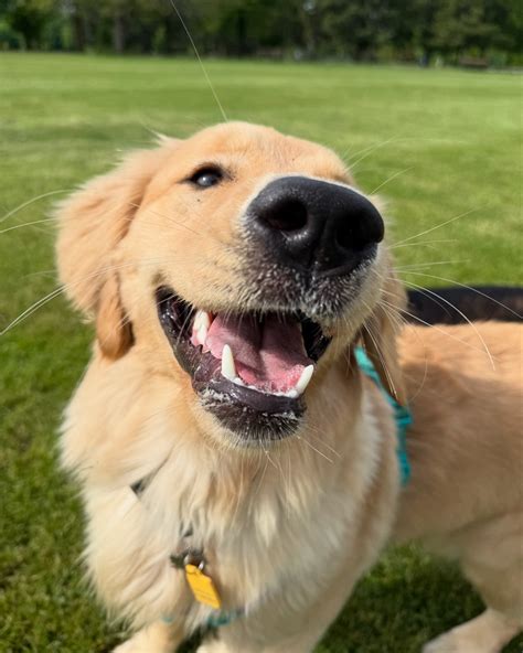 Miss Maple (@missmapleretriever) • Instagram photos and videos