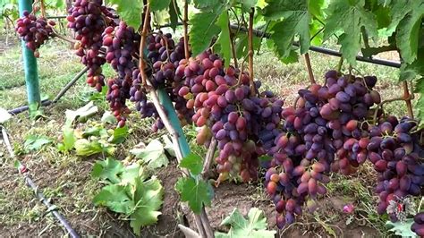 Виноград, который способен тянуть колоссальную нагрузку! | Виноград VM ...