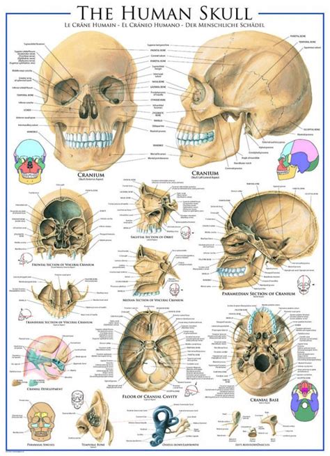 Eurographics Human Skull Piece Puzzle Learn About The Bones Of