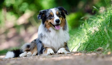 Australian Shepherd Dog Breed Information