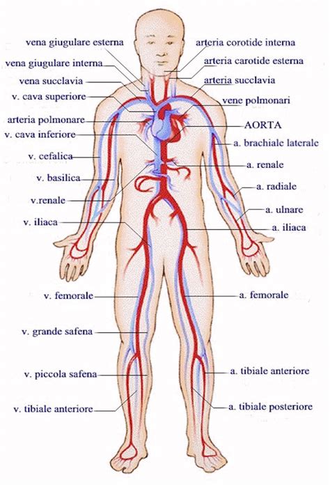 Il Sangue Il Portale Dei Bambini