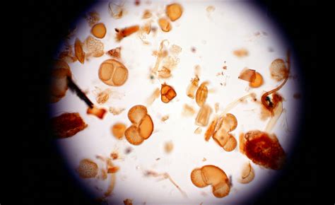 Sex V Gor Av Inflyttning Efter Istiden Forskning Framsteg