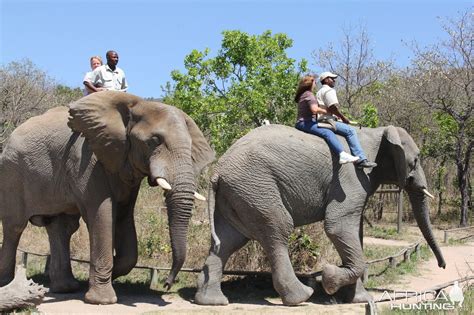 Elephant Ride South Africa | AfricaHunting.com