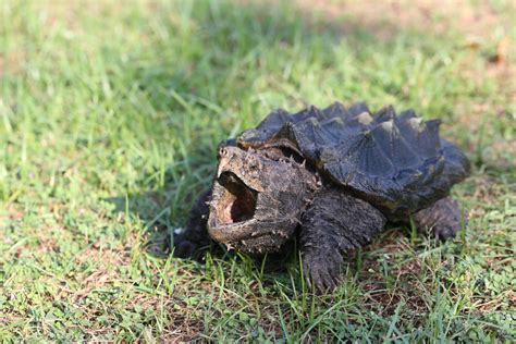 Biggest Alligator Snapping Turtle Ever Recorded