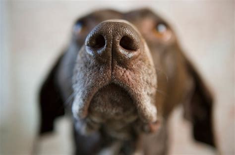 La Nariz De Tu Perro Clave Para Su Salud Y Bienestar Veterinaria