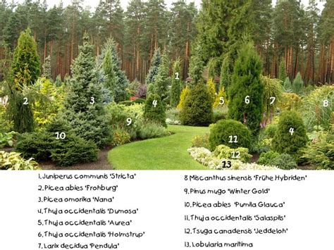Conifer Collection Tuin Indelingen Tuin Ideeën Bostuin