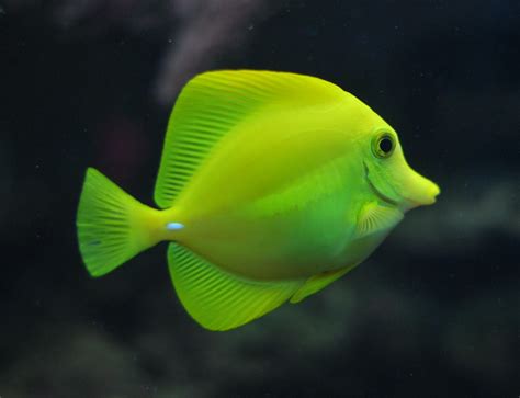 Fish - All-Day Primary