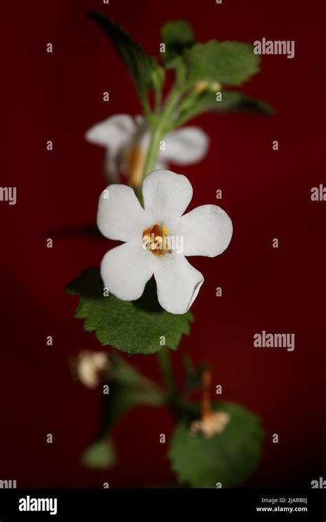 Sutera grandiflora hi-res stock photography and images - Alamy