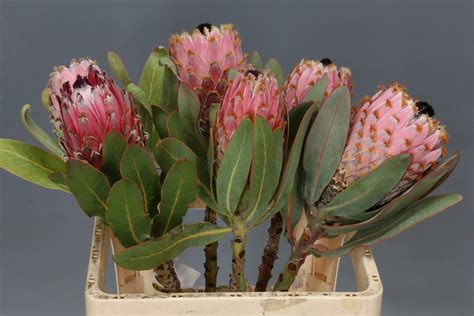 Protea Barbigera Florasystem Žilina