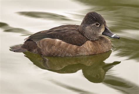 Ring-necked Duck | San Diego Bird Spot