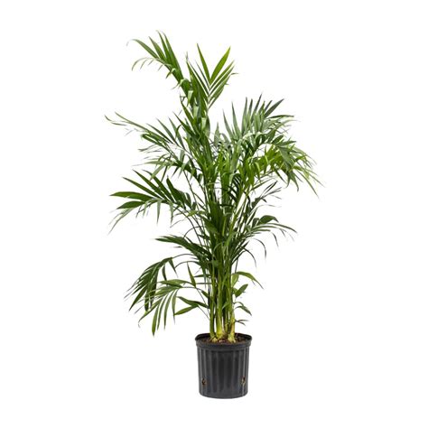 10 Cat Palm Vermeers Wholesale