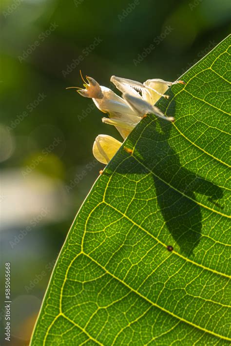 Zdjęcie Stock Orchid Mantis Hymenopus Coronatus Is A Mantis From The