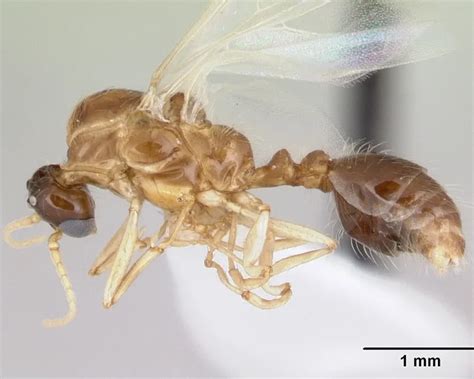 Solenopsis Daguerrei Facts Diet Habitat And Pictures On Animaliabio