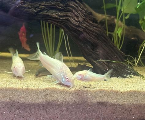 Catfish stayed small… why? : r/aquarium