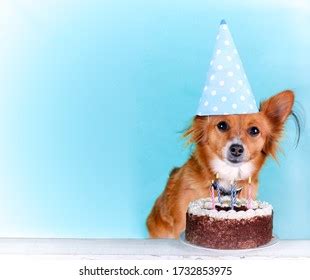 Funny Dog Birthday Cake Hat Stock Photo (Edit Now) 1812548275