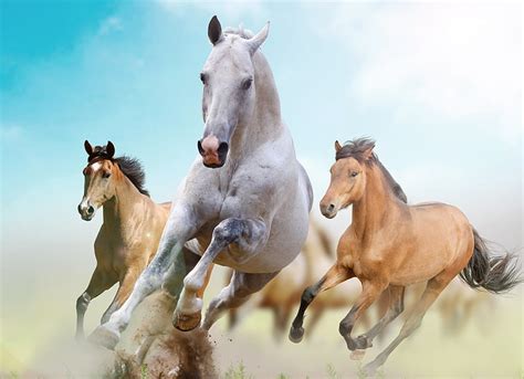 horses  sky horse running  herd hd