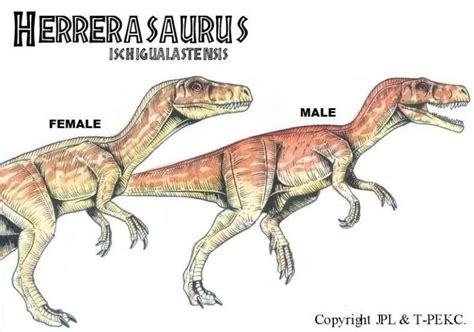 Herrerasaurus Size