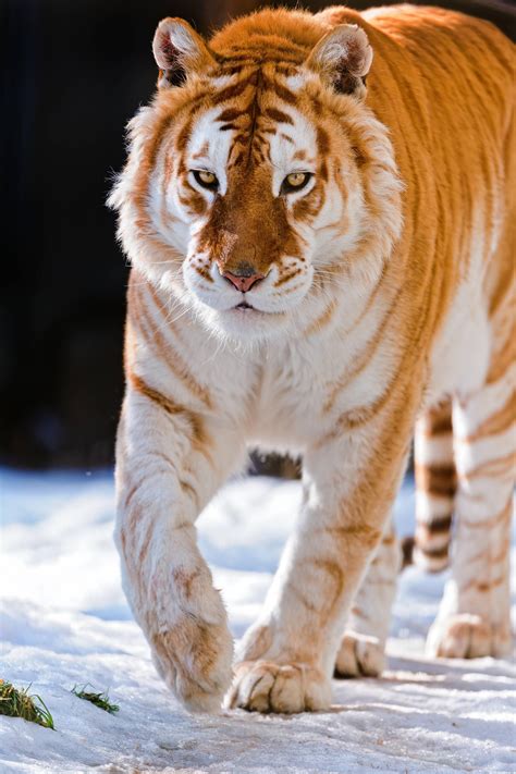 Golden Tabby Tigers