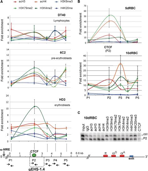 Distribution of histone post-translational modifications over the ...