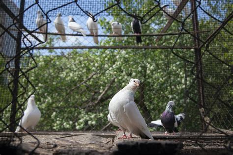 Голубятня (76 фото) - фото - картинки и рисунки: скачать бесплатно