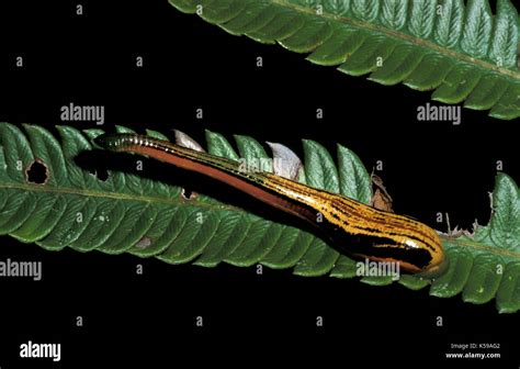 Tiger Leech Haemadipsa Picta Dannum Valley Sabah Borneo Stock Photo