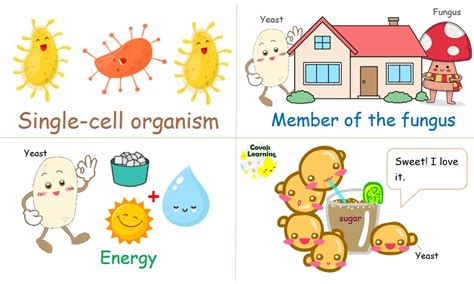 What is Yeast? | Covoji Learning