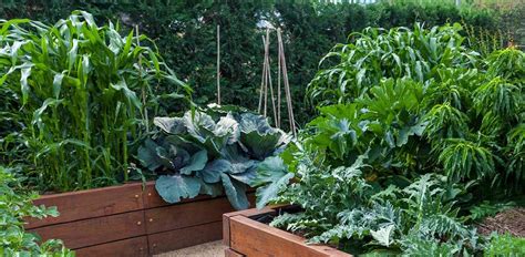 Why And How To Grow Buckwheat Growjourney